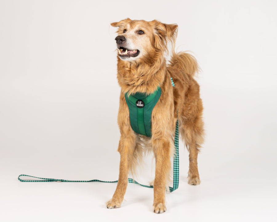 Chien portant le harnais Barki vert avec la laisse Carreaux vert