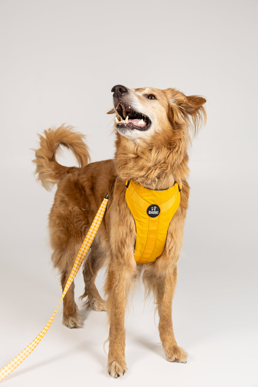 Grand chien portant le harnais Barki jaune avec la laisse Carreaux jaune