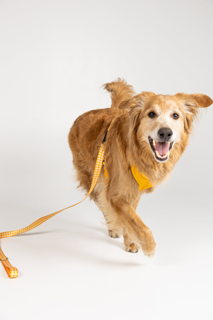 Chien en mouvement avec la laisse Barki Carreaux jaune